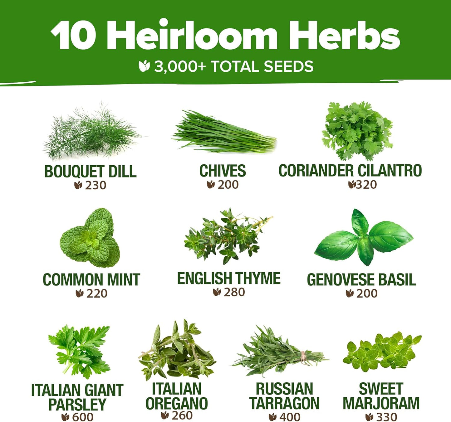 HOME GROWN 10 Herb Seeds for Planting 3,000+ Non-GMO Heirloom Seeds | Extra Large Variety Pack Herb Kit – Indoor Outdoor & Hydroponic | Culinary Seed Set | Grow Your Own Herbs | Gift for Beginners