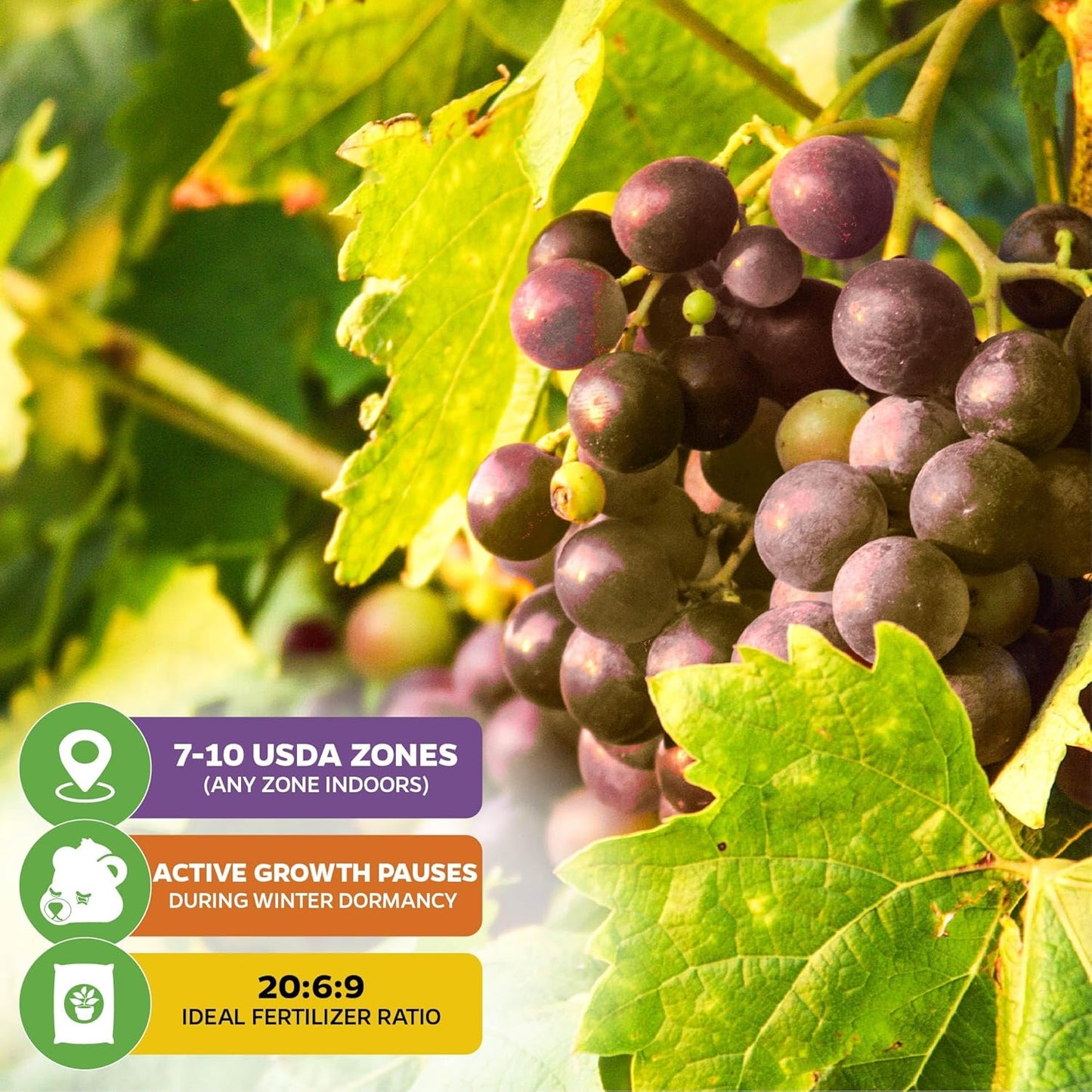 Carlos Muscadine Grape Vine - Vitis rotundifolia - Wellspring Gardens Starter Plant - Live Plant for Outdoor Gardens - Vigorous Grapevine Plants - Ideal for Fruit Gardening in Patio and Garden