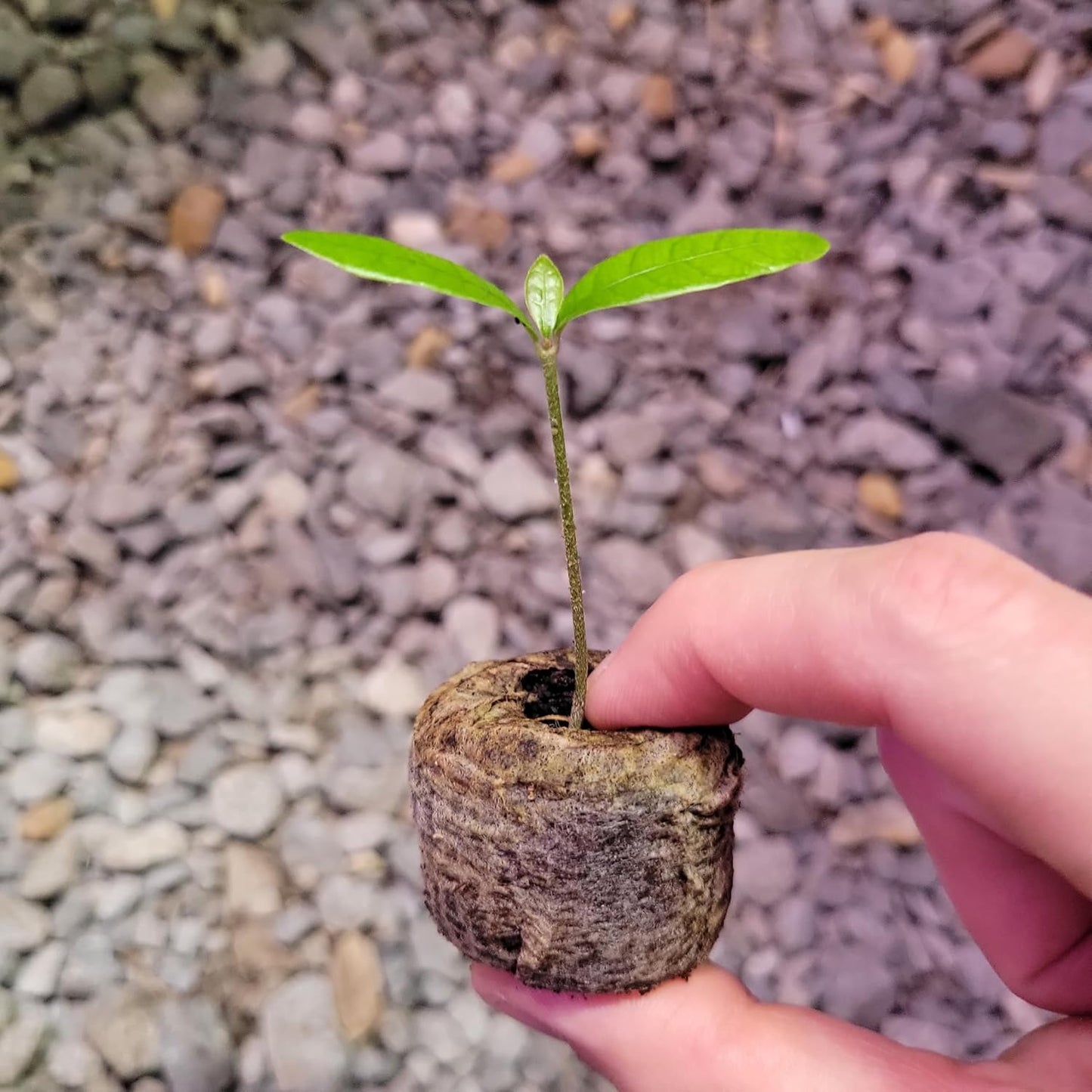 Set of 4 Miracle Berry Plants (Synsepalum dulcificum) - Unique Fruit That Makes Sour Foods Taste Sweet - Live Seedlings for Home or Garden