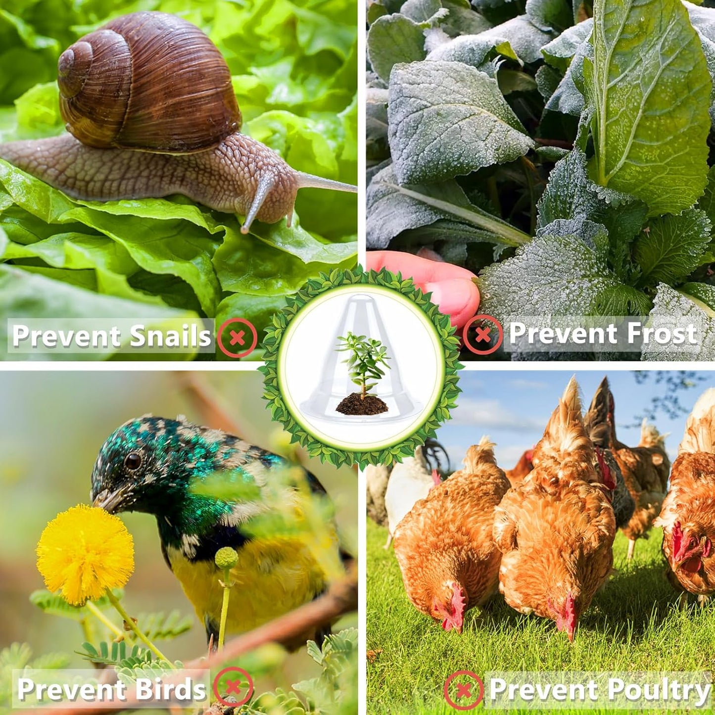 【30 Pieces】 Garden Cloches for Plants, Large Plant Covers Plant Protectors Clear Bell Jar Cloches to Protect Plants from Birds, Slugs, Frost, Freeze Weather, 10.6" D x 9.5" H, Transparent (30PCS(Big))