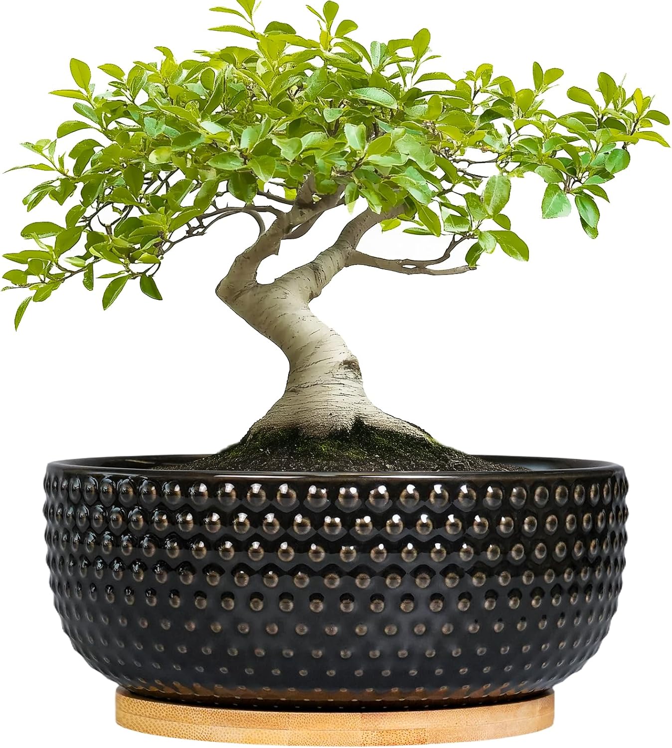 Bonsai Tree Pot - 8 Inch Ceramic Succulent Planters with Drainage and Plant Tray, Boho Round Shallow Bowl for Indoor Plants, Office Decor, Housewarming Gift, Black