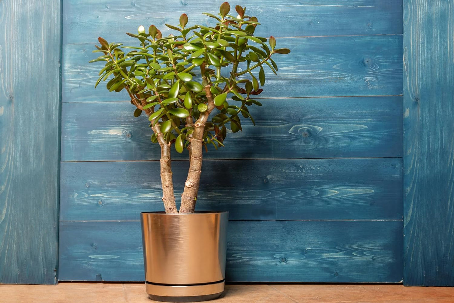 Organic Jade Plant (Crassula ovata) Live Plant in 2.5-inch Pot