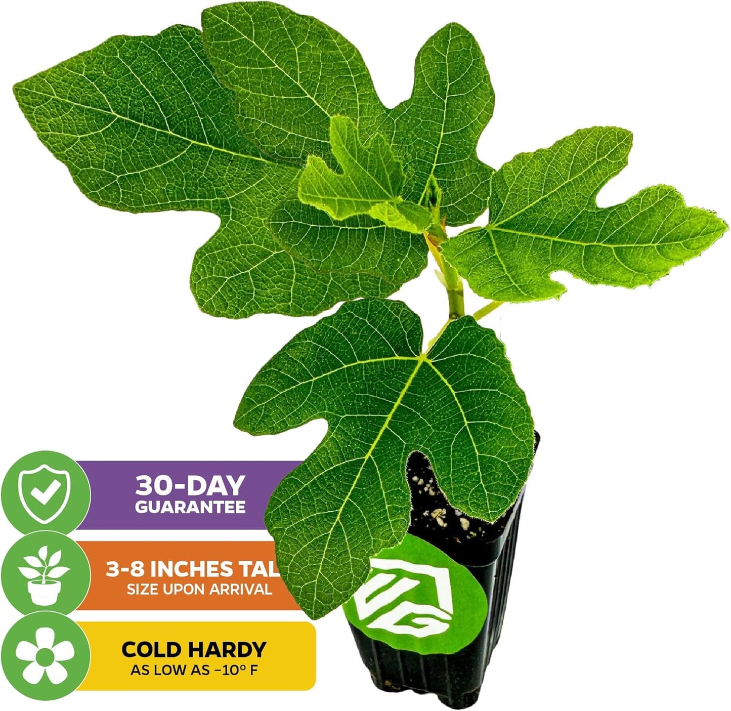 Chicago Hardy Fig Tree - Ficus carica by Wellspring Gardens - Hardy & Fruitful - Ideal for Gardens - Purple-Skinned Figs - Backyard Orchard - Edible Landscape Plant - Beginner Friendly Fruit Tree