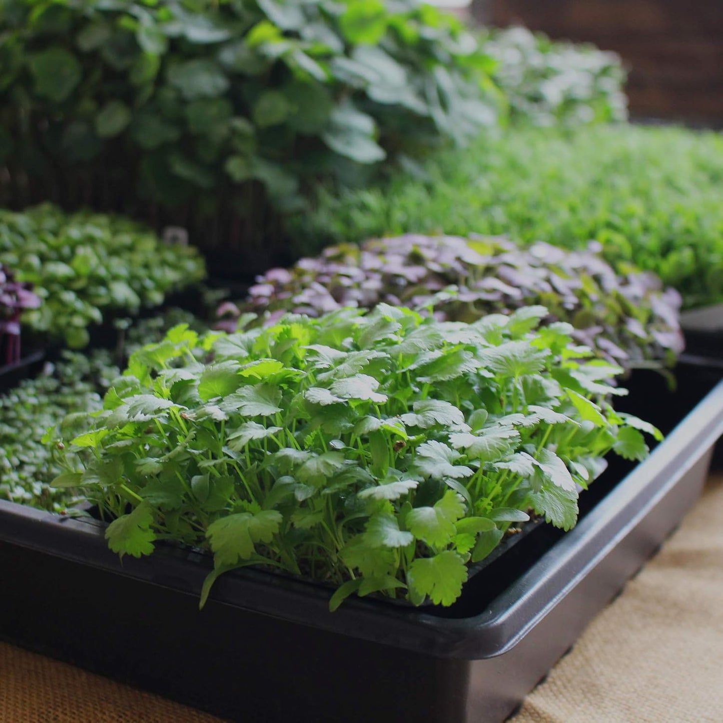 Minute Soil - Compressed Coco Coir Fiber Grow Medium - 40 MM Wafers - Bag of 30 = 5.5 Quarts of Potting Soil - Indoor Container Gardening: Seed Starts, Wheatgrass, More - Just Add Water - OMRI Organic