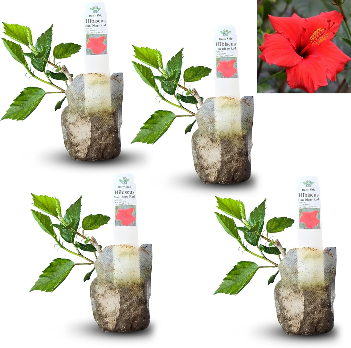 Red Hibiscus. rosa-sinensis. Live Plant - Tropical Blooming Hibiscus, Pretty Flowers, Used in Tea and Juice (4 red Hibiscus sacs)