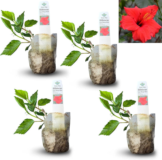 Red Hibiscus. rosa-sinensis. Live Plant - Tropical Blooming Hibiscus, Pretty Flowers, Used in Tea and Juice (4 red Hibiscus sacs)