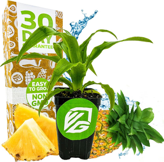 Elite Gold Pineapple Live Plant - Ananas Comosus - Wellspring Gardens Starter Plant - Ideal Pineapple Plant Live Easy to Grow Starter Plant Great for Outdoor and Patio Planting Growth Potential