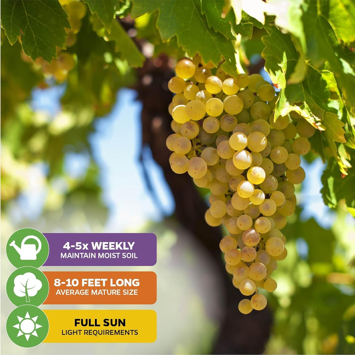 Blanc du Bois Grape - Vitis labrusca - Wellspring Gardens Starter Plant - Live Plant for Outdoor Gardens - Vigorous Grapevine Plants - Ideal for Fruit Gardening in Patio and Garden