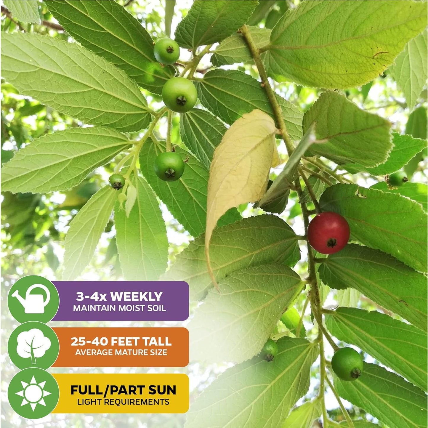 Red Jamaican Cherry (Strawberry Tree) - Muntingia calabura by Wellspring Gardens - Vibrant, Abundant Harvest, Quick-Fruiting, Drought-Tolerant, Ornamental Beauty, Sweet-Tasting Cherries, Lush Foliage