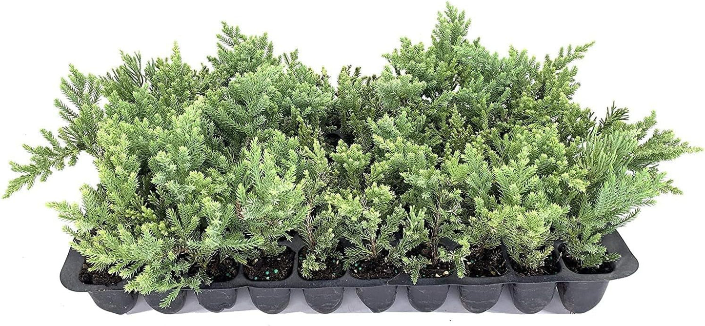 San Jose Juniper | 30 Live Plants | Juniperus Chinensis | Bonsai Drought Tolerant Cold Hardy Evergreen Groundcover