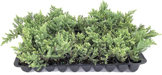 San Jose Juniper | 3 Live Plants | Juniperus Chinensis | Bonsai Drought Tolerant Cold Hardy Evergreen Groundcover
