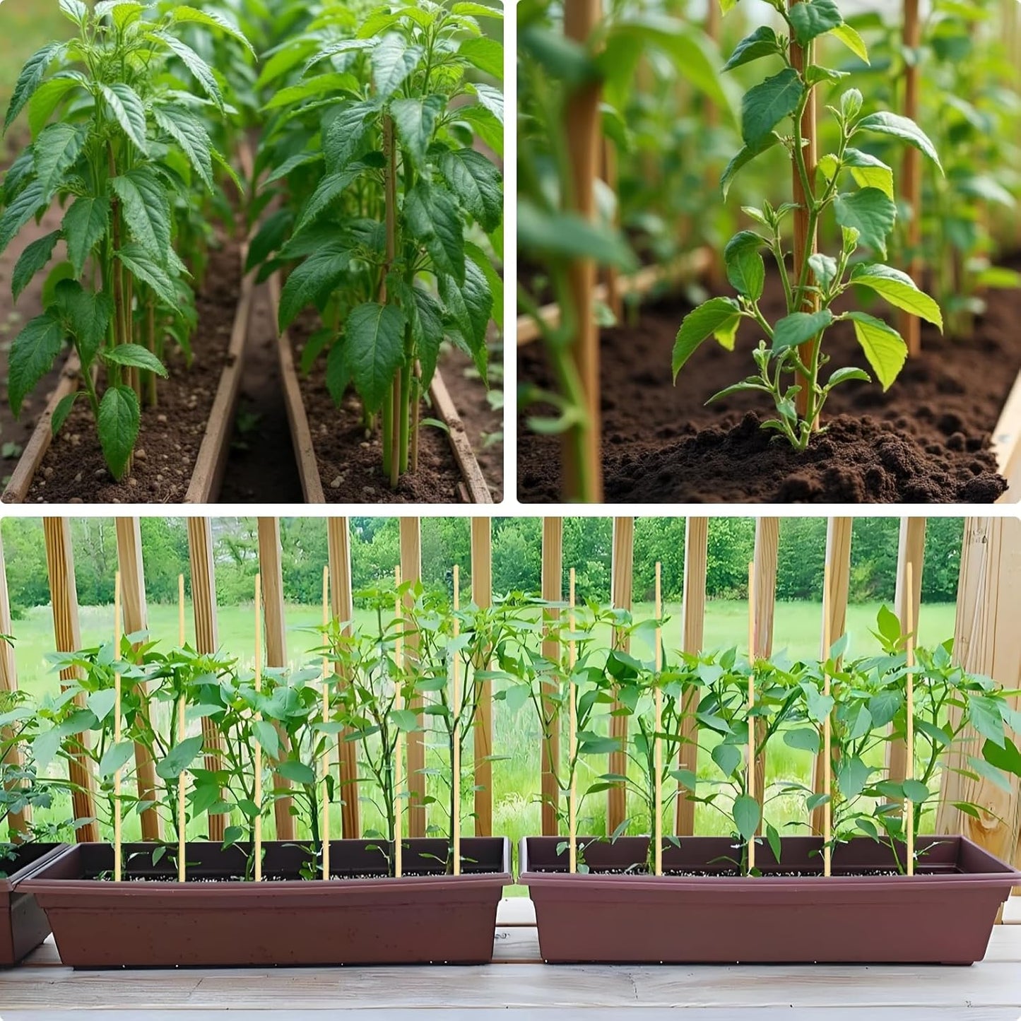 100 PCS 3FT Bamboo Plant Stakes 6.3mm Thick – 36-Inch Bamboo Sticks for Plants, Tomatoes, Beans, Climbing Plants – Smores Sticks & Marshmallow Sticks for Fire Pit and Campfire – VESYMAN