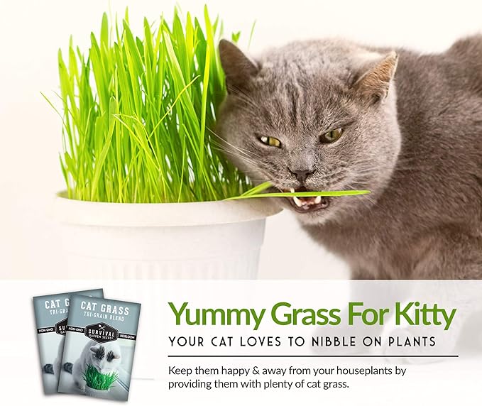 Cat Grass Seed for Planting - 5 Packets with Instructions to Plant & Grow Greens for Your Pet Indoors or Outdoors in a Container or Garden - Non-GMO Heirloom Variety - Survival Garden Seeds