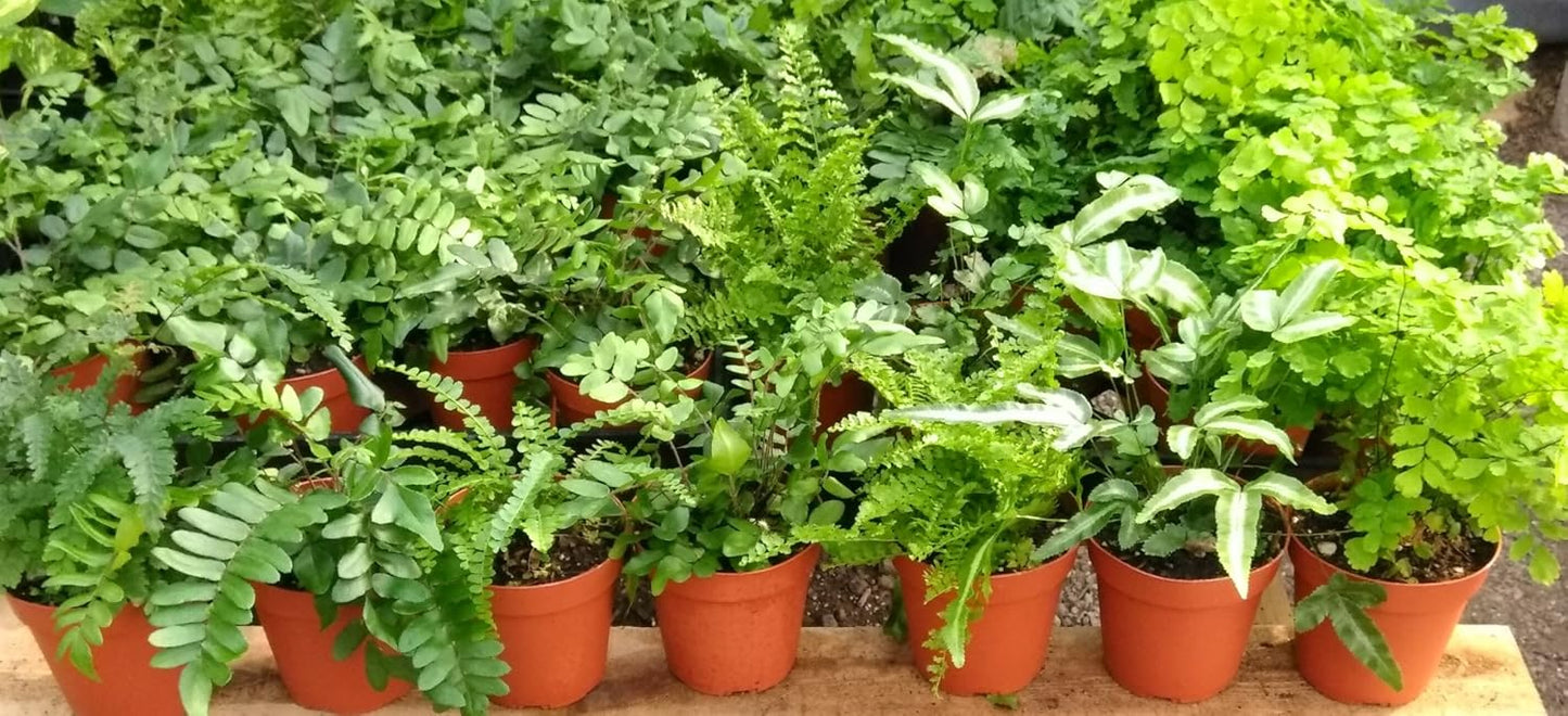 Ferns - Fairy Garden - 5 Different Plants- 4" Pots