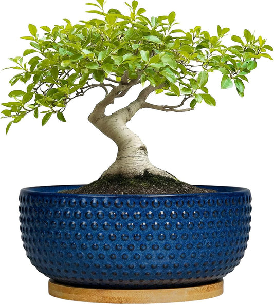 Bonsai Pots - 8 Inch Ceramic Pots for Succulent Plants & Bonsai Tree, Planter with Drainage Hole and Saucer, Modern Round Decorative Flower Planters, House Decor, Gifts for Women Man, Blue