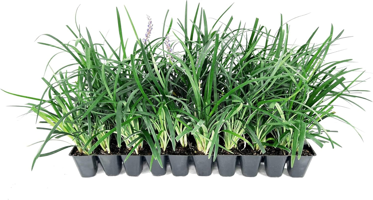 Super Blue | 30 Live Plants | Liriope Muscari | Ground Cover Plant, Ornamental Grass, Drought Tolerant, Low Maintenance, Evergreen Foliage, Purple Flower Spikes, Shade Garden Favorite, Easy to Grow