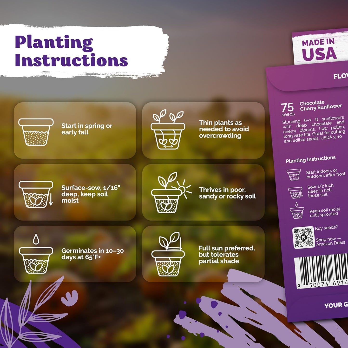 KVITER 75 Chocolate Cherry Sunflower Seeds to Plant (Helianthus annuus) – Heirloom Seed Non GMO Organic Sunflowers Variety, Long Vase-Life Blooms – Flower Seeds for Planting in Home Garden