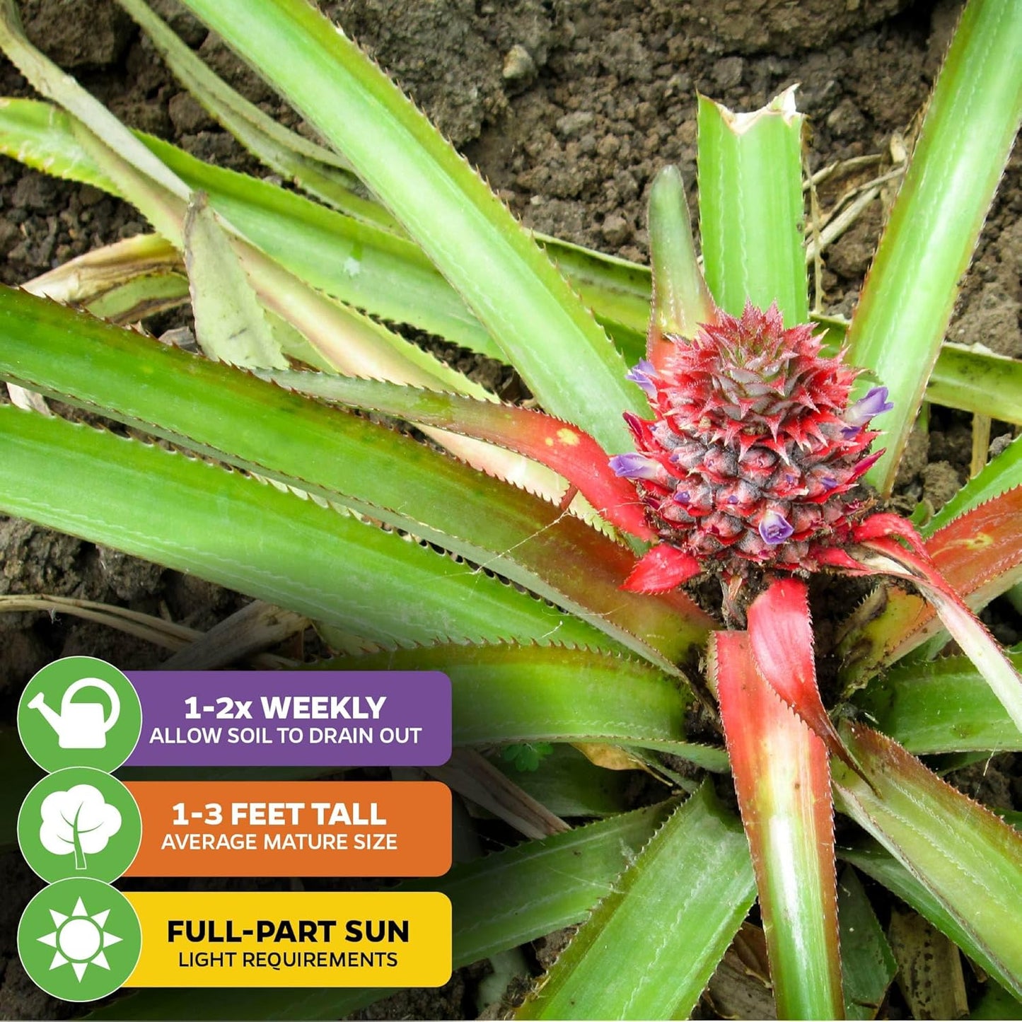Florida Special Pineapple Live Plant - Ananas Comosus - Wellspring Gardens Starter Plant - Ideal Pineapple Plant Live Easy to Grow Starter Plant Great for Outdoor and Patio Planting Growth Potential