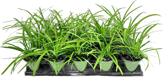Big Blue Liriope Plants | 10 Live 4 Inch Pots | Liriope Muscari 'Big Blue' | Hardy Evergreen Ground Cover | Shade and Full Sun Tolerant Ornamental Lilyturf Grass