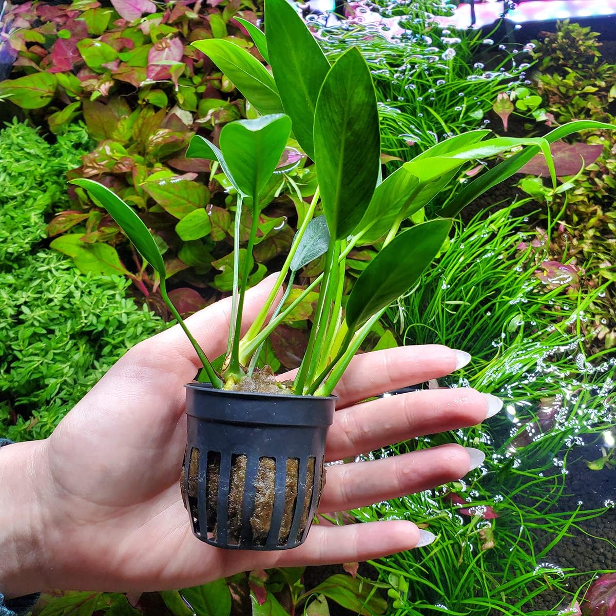 Anubias Live Aquarium Plants - Potted Freshwater Plant for Fish Tanks, Terrariums - Beginner Friendly Low Light (Congensis, 1 Pot)