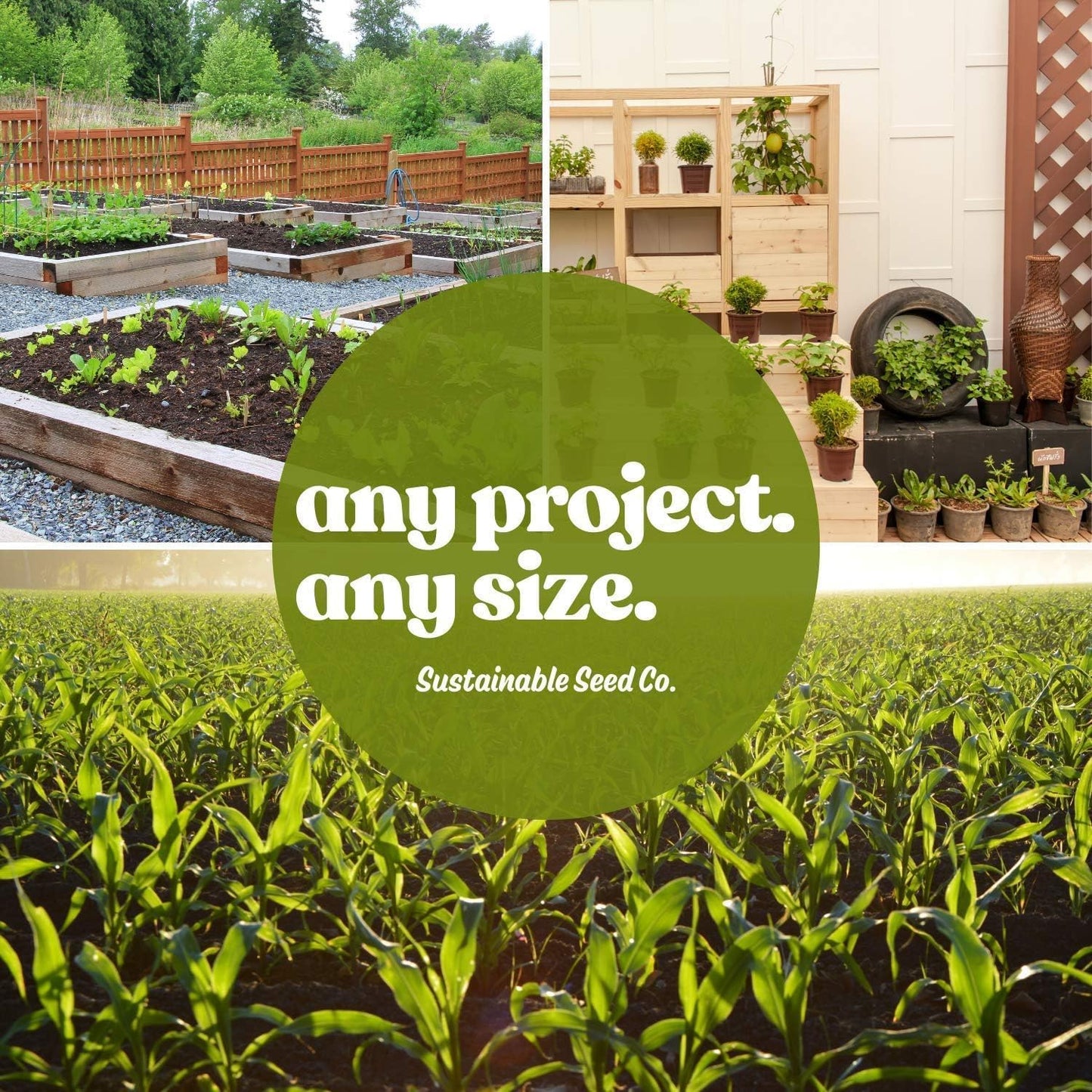 Thai Ornamental Hot Pepper 4 Oz ~48,800 Seeds – Non-GMO, Heirloom, Open-Pollinated – 50K–100K SHU – Compact, Upright Plants – Edible & Decorative – Heat-Tolerant