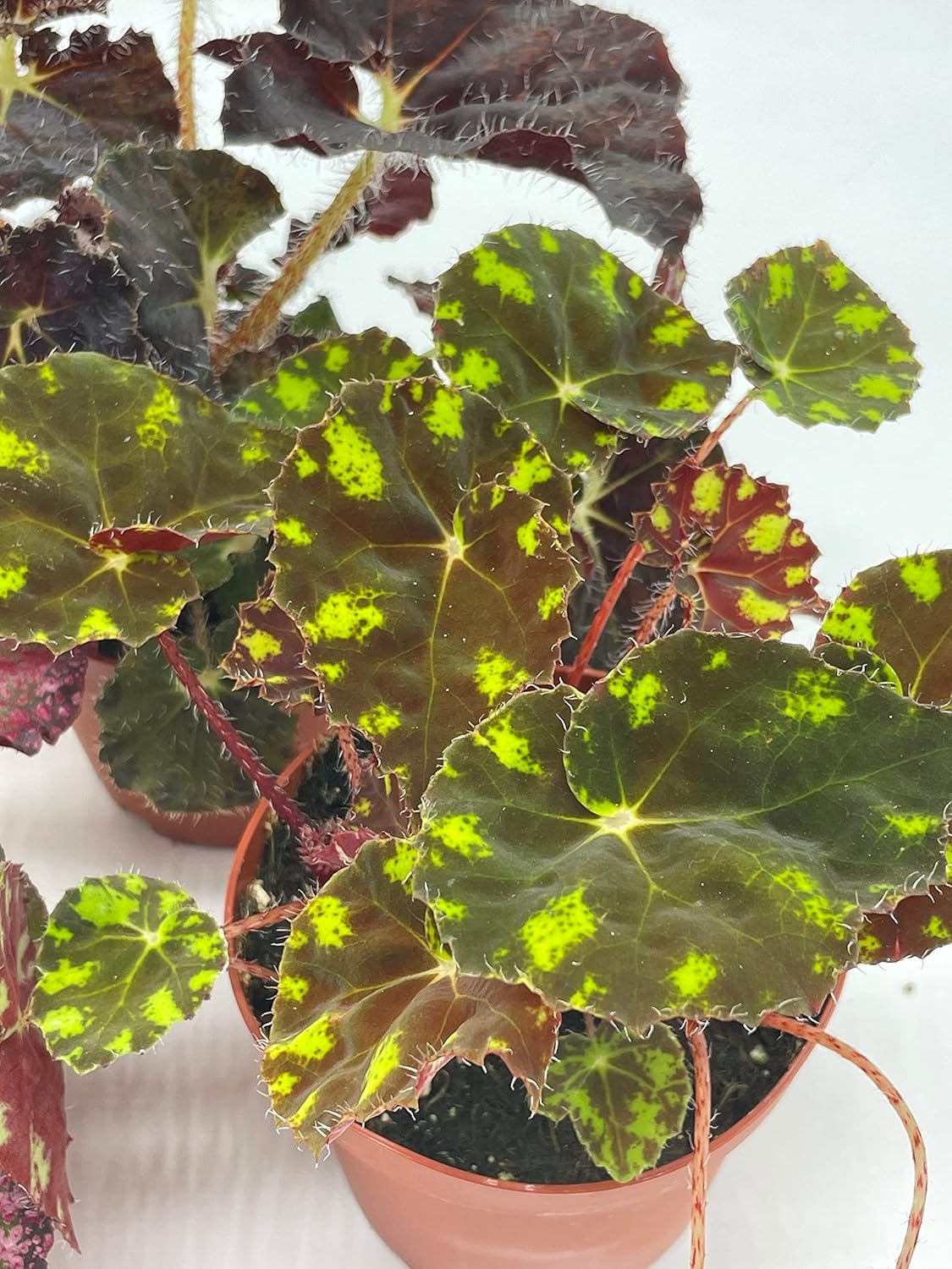 BubbleBlooms Harmony's Begonia Rex Assortment, Warm Summer Colors, 3 Different begonias in 4 inch pots