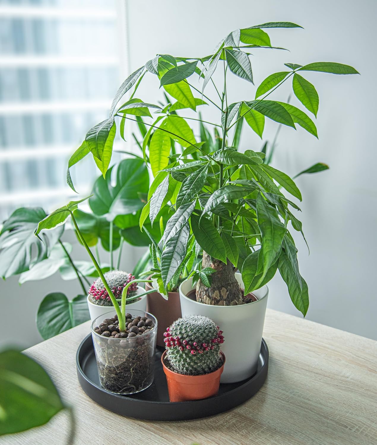 Phoenix Vine 14 Inch Plastic Plant Saucer Water Drip Tray, Heavy Sturdy Round Plant Drainage Tray for Indoors Outdoor, Set of 2, Matte Black, 21-TY-14B-2