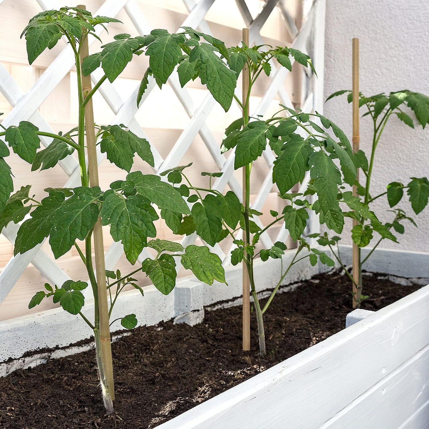 Plant Stakes,16 Inches Natural Garden Bamboo Sticks,BOVITRO 20Pcs Plant Support Stakes for Tomatoes,Beans,Vegetable and Potted Plants