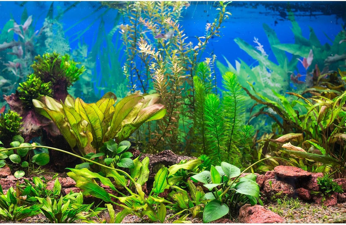 Aquarium Background Various Underwater Grass Plants Aquarium Backdrop Vivid and Fresh Green Aquatic Plants Stone River Bed and Dead Wood Purple Stone Fish Tank Background 72x16in