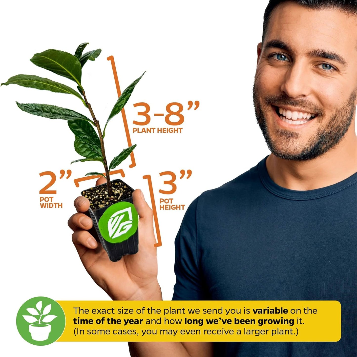 Tea Plant (Green Tea) Live Plant (2-Pack) - Camellia sinensis by Wellspring Gardens Starter Plant for Your Indoor or Outdoor Garden