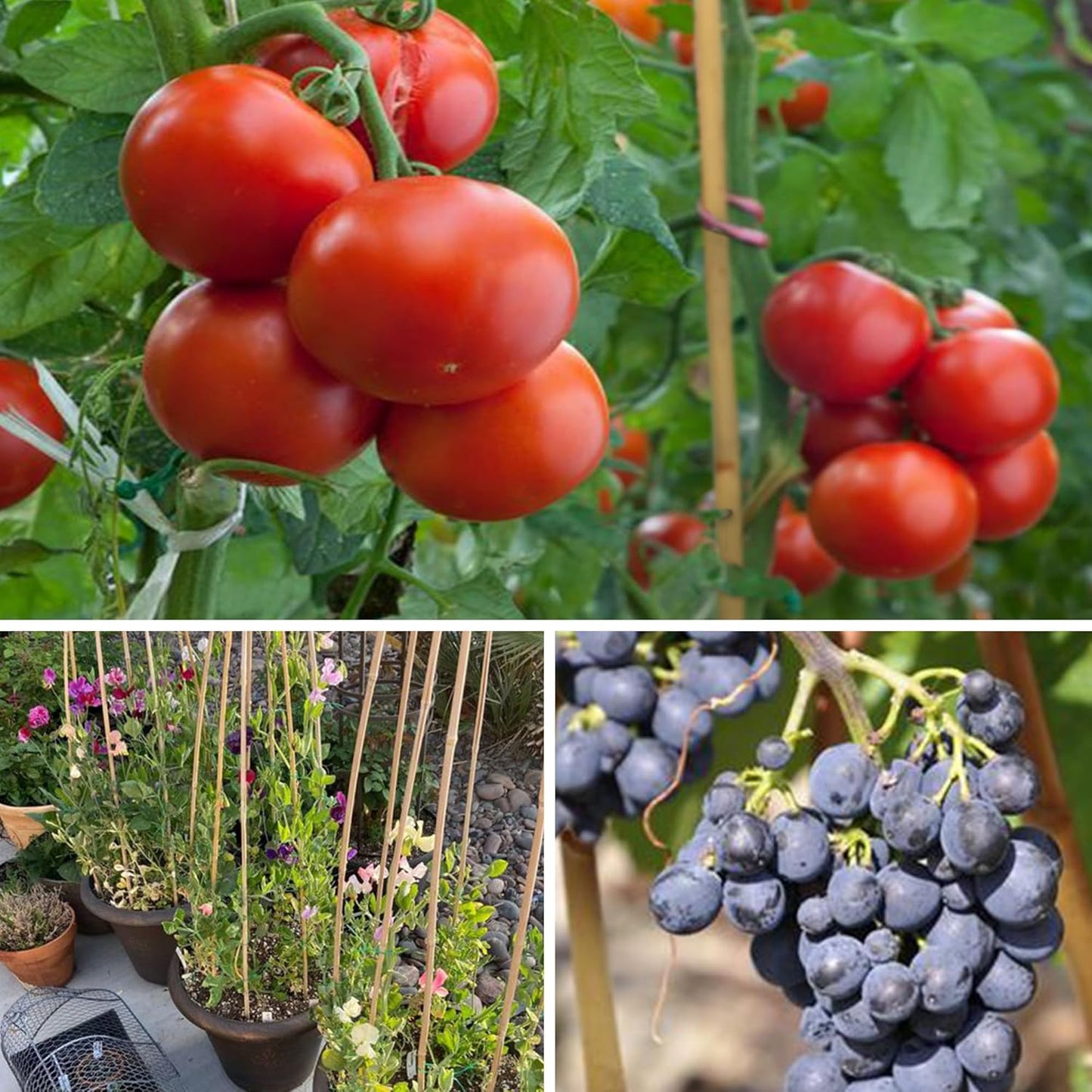 SWANGSA 45 Pack Bamboo Stakes for Plant 6 Feet, Bamboo Sticks for Garden Plant Support Stakes Poles for Tomatoes, Beans, Flowers, Potted Plants, Indoor and Outdoor Climbing Plants