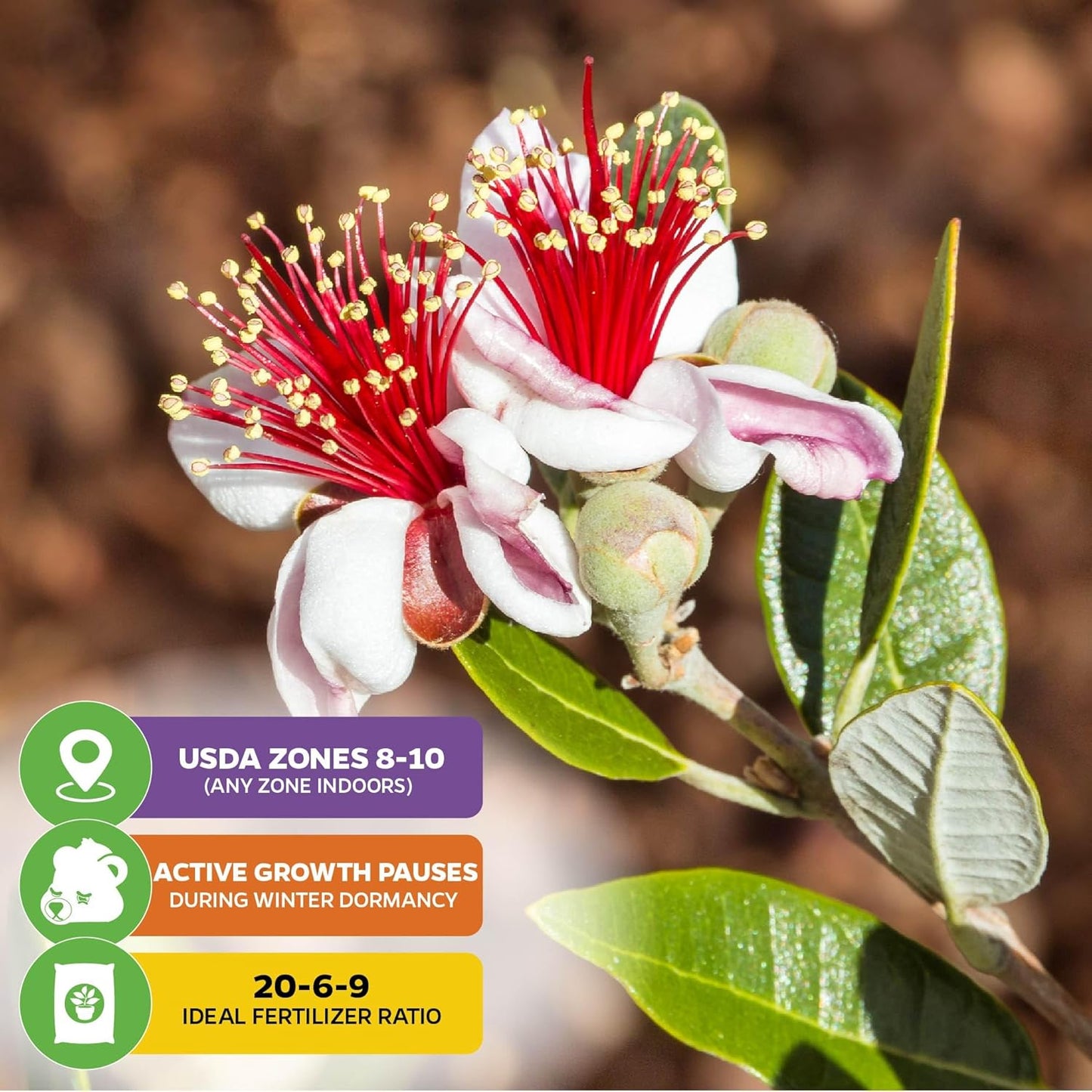 Pineapple Guava (Feijoa) Live Plant - ACCA sellowiana by Wellspring Gardens - Tropical Pineapple Guava Fresh Fruit Bearing Trees - Organic Starter Live Plants for Gardening and Planting Outdoor