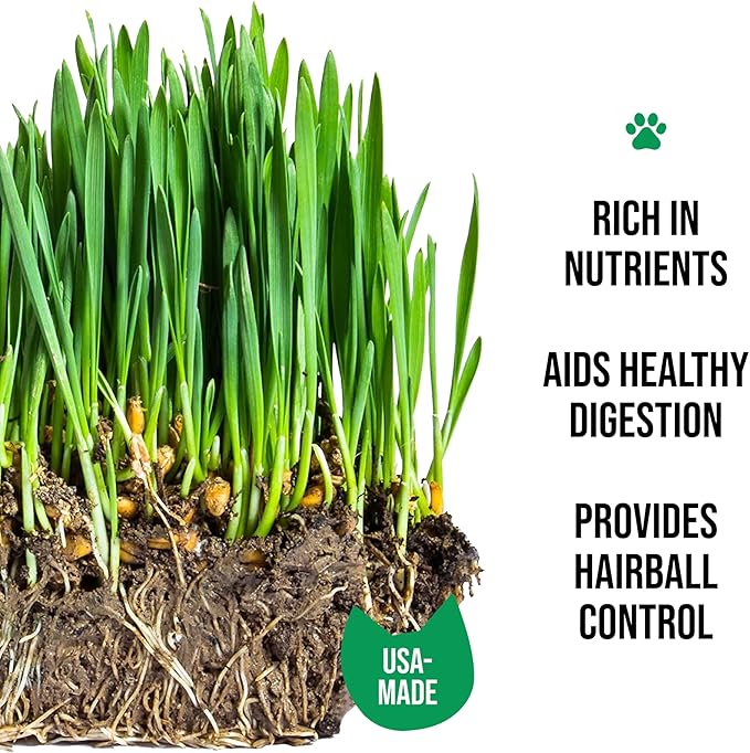 The Cat Ladies Organic Cat Grass Growing kit with Organic Seed Mix, Soil and Ceramic Planter with Bamboo Tray. Natural Hairball Control and Remedy for Cats