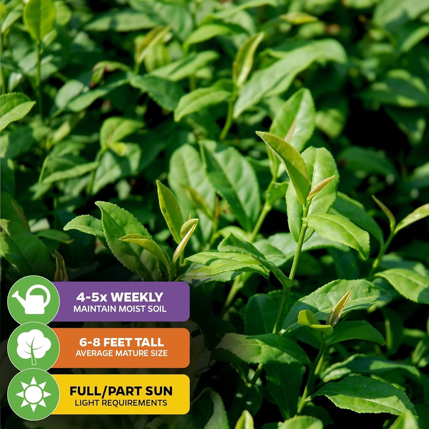Tea Plant (Green Tea) Live Plant (3-Pack) - Camellia sinensis by Wellspring Gardens Starter Plant for Your Indoor or Outdoor Garden