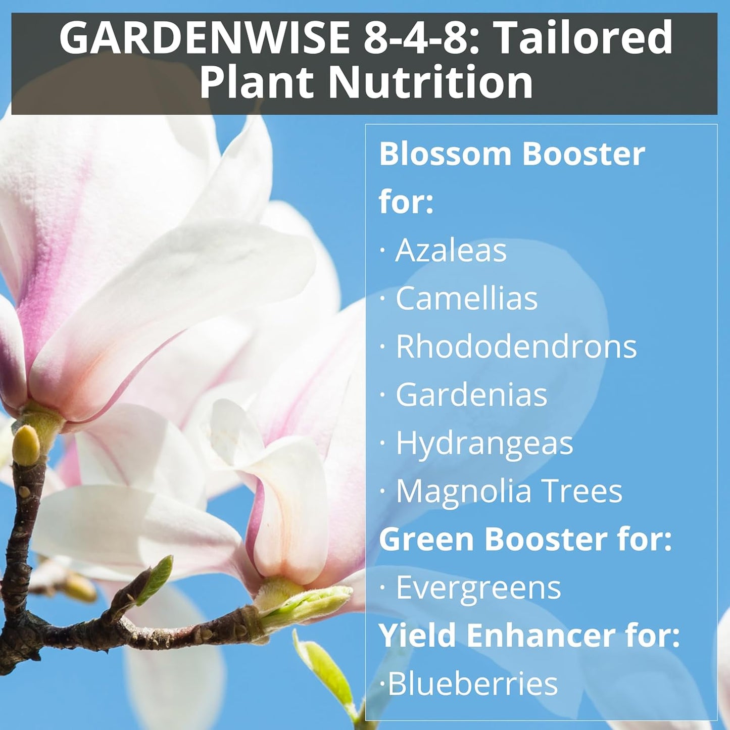 8-4-8 Acidic Fertilizer for Azaleas, Camellias (Camelia), Hydrangeas, Blueberries, Gardenias, Magnolia Trees, Evergreens, and Rhododendrons - Ideal Iron-Rich Plant Food (1 Quart)