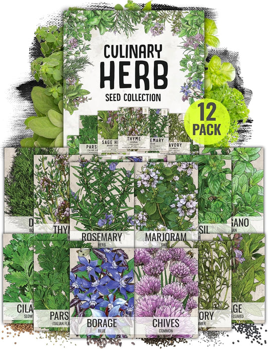 Seed Needs Herb Seeds Variety Pack Culinary Herb Collection (12 Individual Packets for Planting Indoors or Outdoors) Grow Your Own Herb Garden - Heirloom, Non-GMO