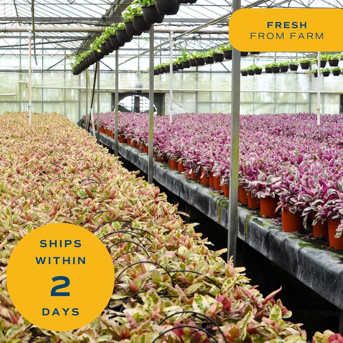 Costa Farms Live Plants (Pack of 20), Easy to Grow Live Indoor Houseplants in 2.5-Inch Plant Pots, Hand-Selected Varieties, Home and Room Decor