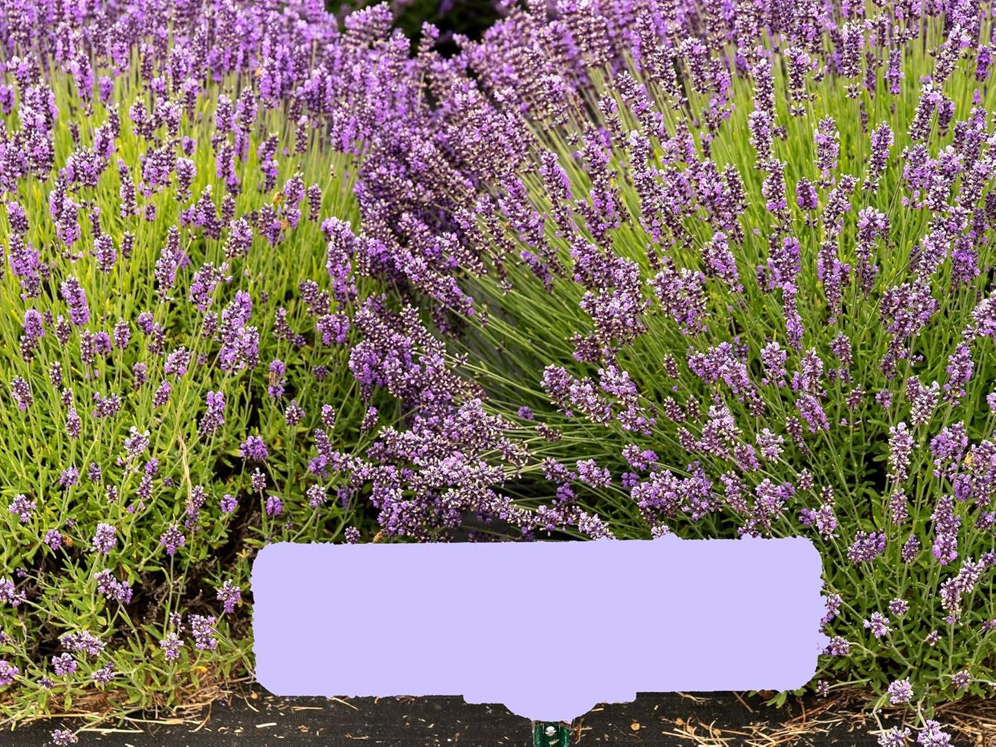 Greenwood Nursery: Live Perennial Plants - Royal Velvet Lavender + Lavandula Angustifolia - [Qty: 1x Pint Pot] - (Click for Other Available Plants/Quantities)