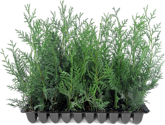 Leyland Cypress | 30 Live Plants | Cupressocyparis leylandii | Fast Growing Privacy Trees, Evergreen Landscape Plants, Drought Tolerant, Low Maintenance, Windbreak, Hardy