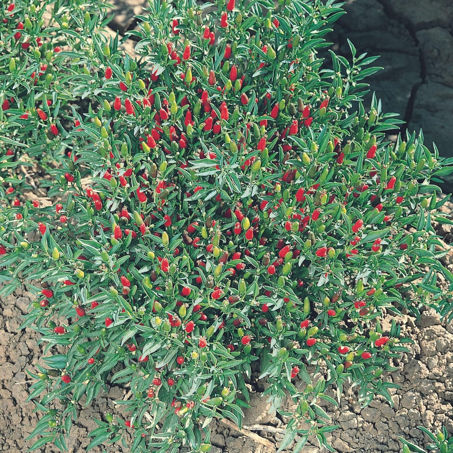 Thai Ornamental Hot Pepper 1 Lb ~195,000 Seeds – Non-GMO, Heirloom, Open-Pollinated – 50K–100K SHU – Compact, Upright Plants – Edible & Decorative – Heat-Tolerant