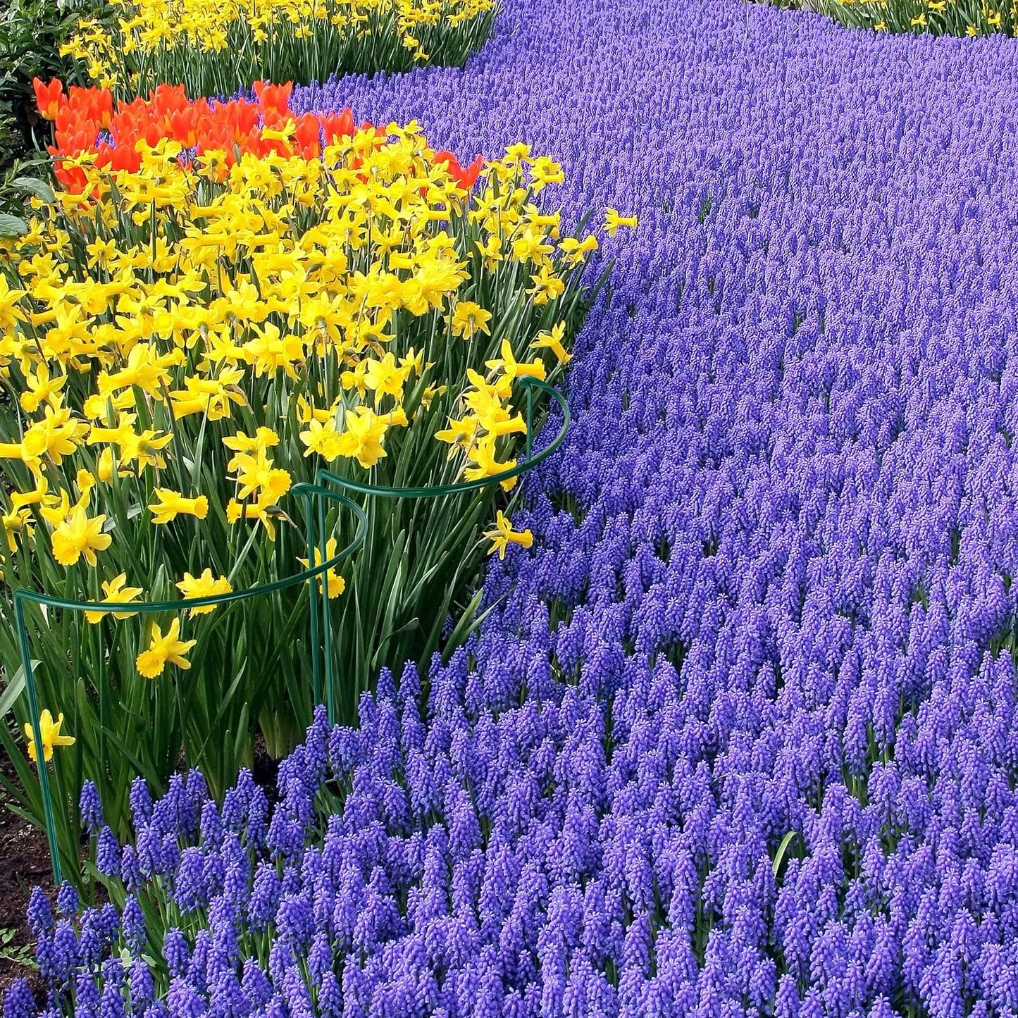 HiGift 16 Pack Plant Support Stakes, Half Round Metal Garden Plant Stake Indoor Peony Cages and Supports, Green Plant Support Ring Border for Tomato,Hydrangea,Flower Outdoor (10" Wide x 15.8" High)