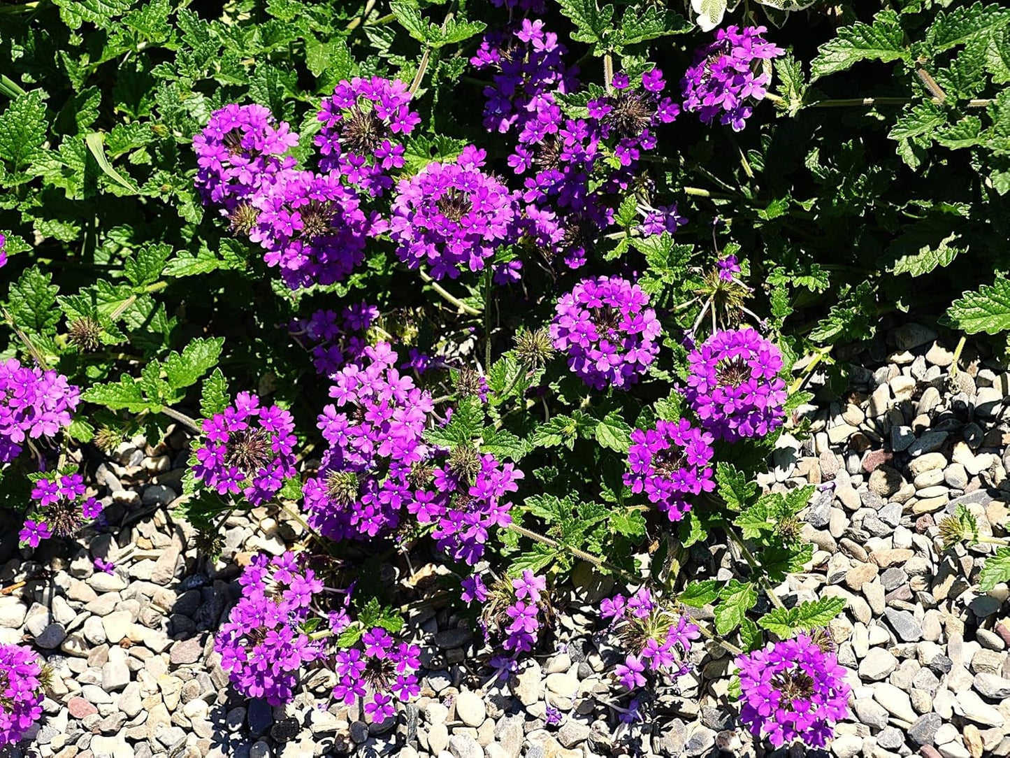 Greenwood Nursery: Live Perennial Plants - 'Homestead Purple' + Verbena Canadensis - [Qty: 10x Pint Pots] - (Click for Other Available Plants/Quantities)