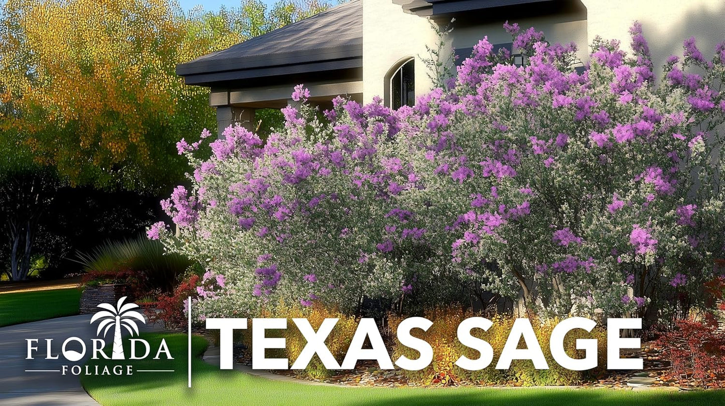 Texas Sage | 30 Live Plants | Leucophyllum frutescens | Drought-Tolerant Shrub for Landscaping | Hardy Evergreen with Silver Foliage and Purple Blooms
