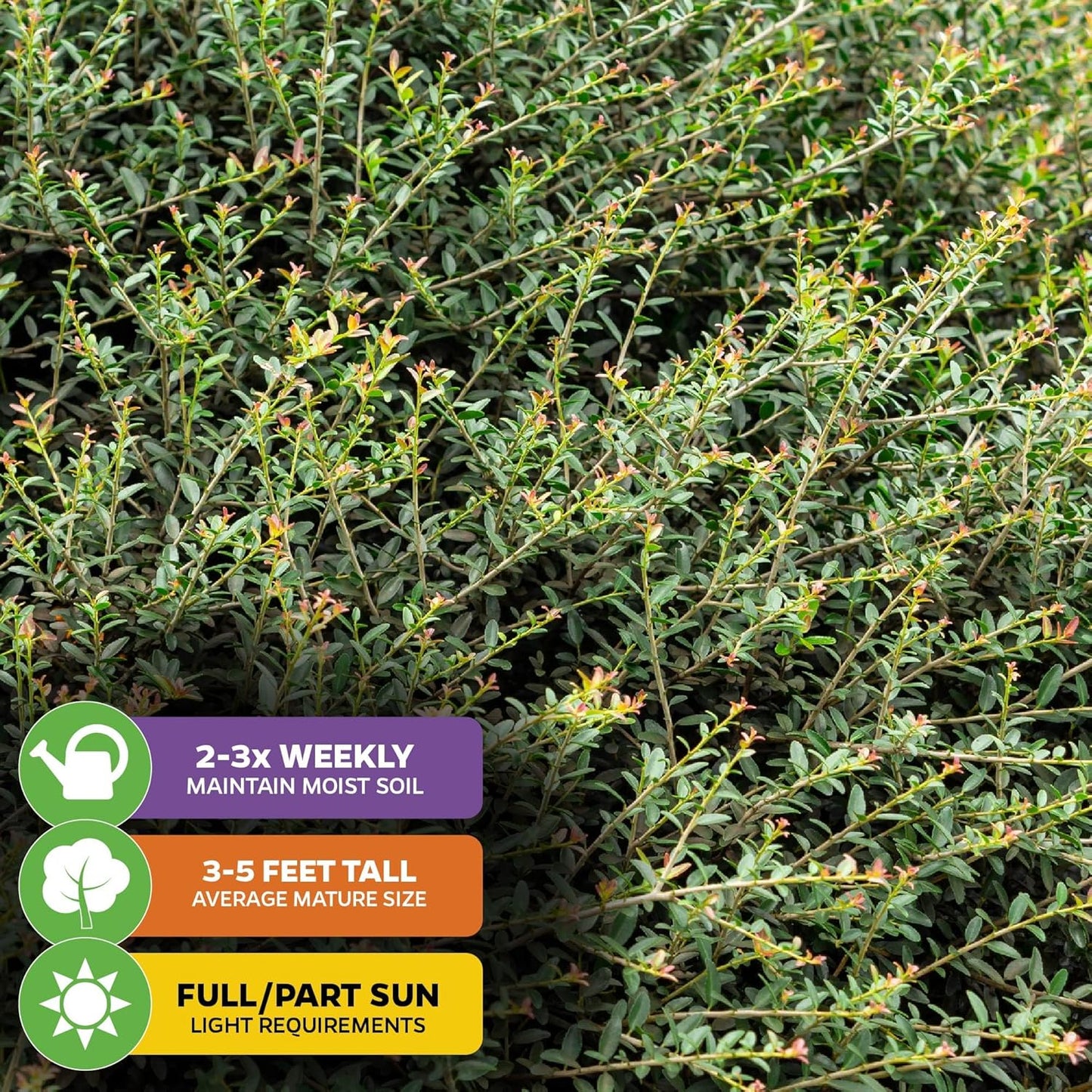 Dwarf Yaupon Holly Live Plant - Ilex by Wellspring Gardens - Caffeinated Tea Starter Plant - Outdoor Shrub Collection Garden and Landscape Decor - Perfect for Landscaping with Dwarf Shrubs and Bushes