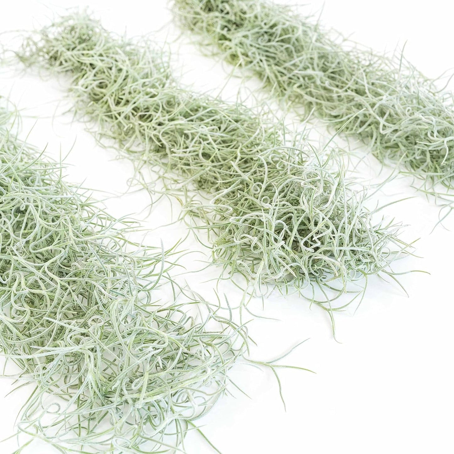 6 Pack Thick Colombian Spanish Moss Live Strands with Wire Hook - Tillandsia Usneiodes - Live Tillandsia Succulent House Plants - Home and Garden Decor - Easy Care Indoor and Outdoor Plants