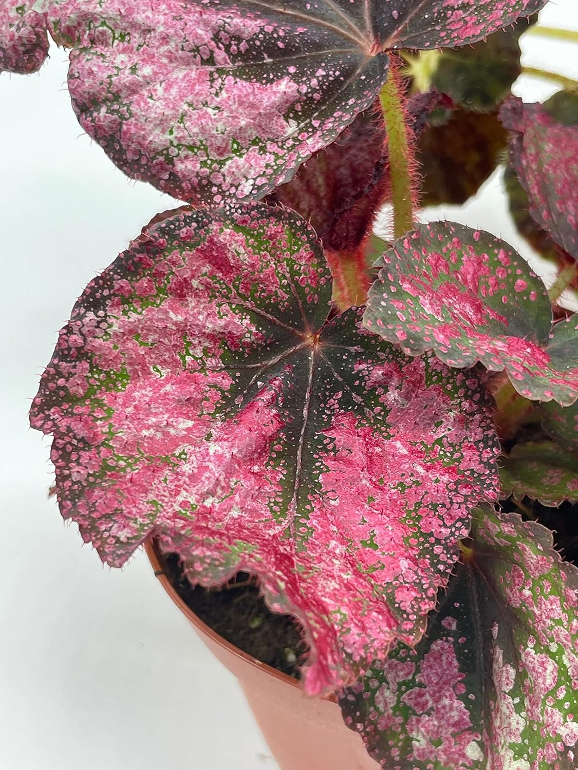 BubbleBlooms Harmony's Begonia Rex Assortment, Warm Summer Colors, 3 Different begonias in 4 inch pots