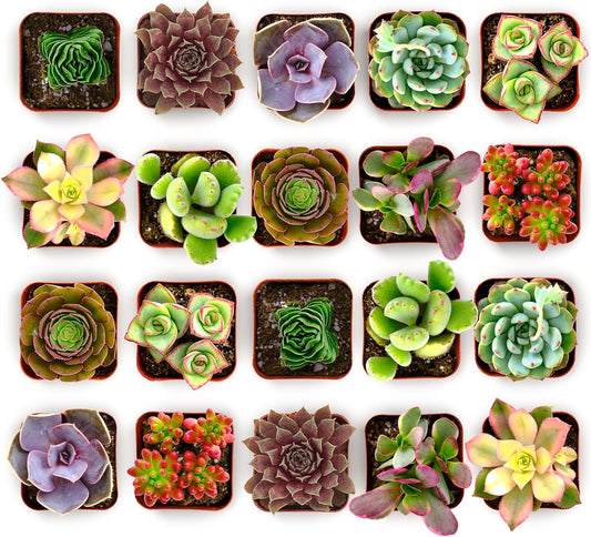 Shop Succulents Colorful Succulent Plant Pack 2" Grow Pot Pack of 32