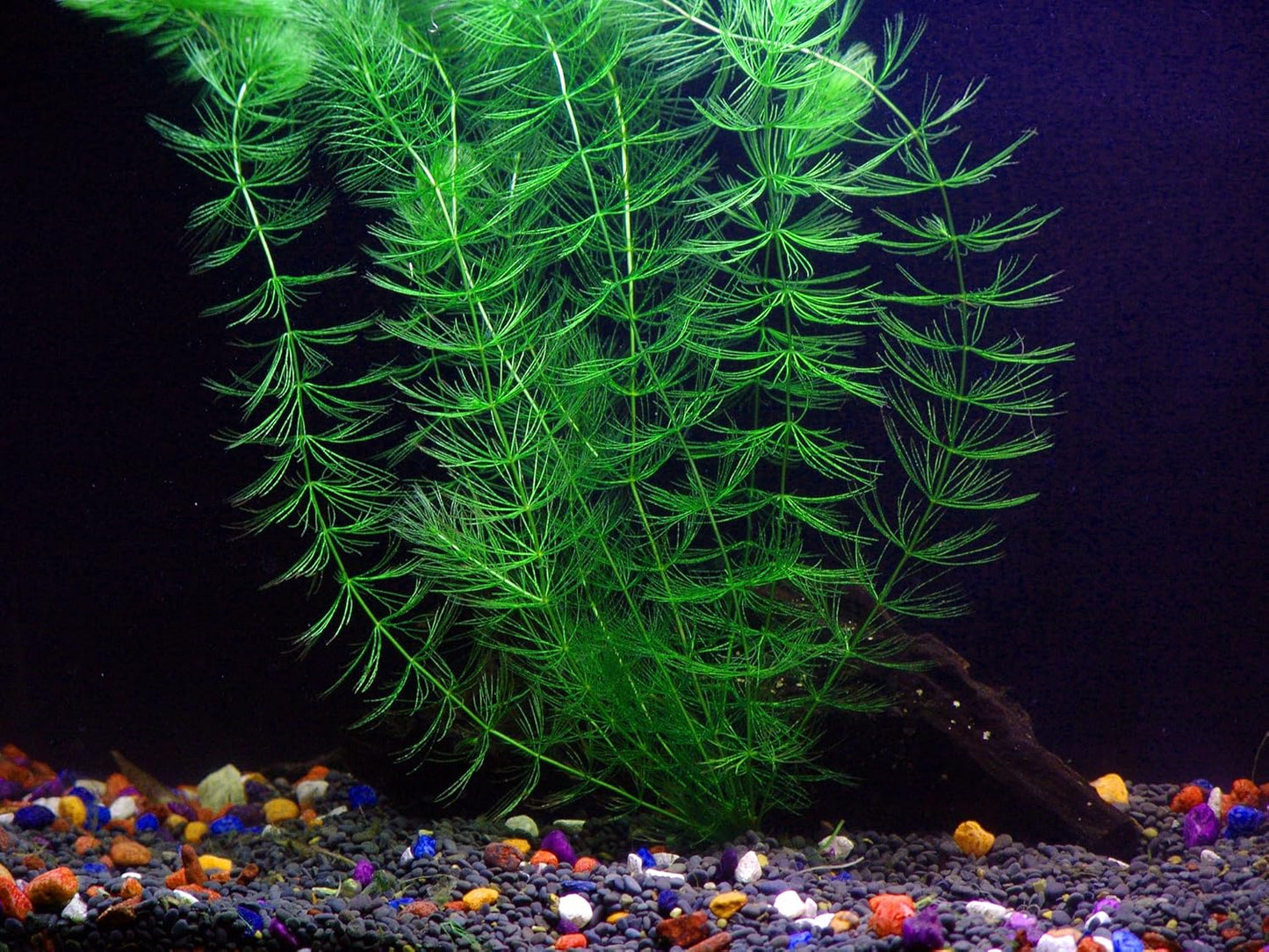 California Bundle - 25+ Stems / 6 Species Live Aquarium Plants Package