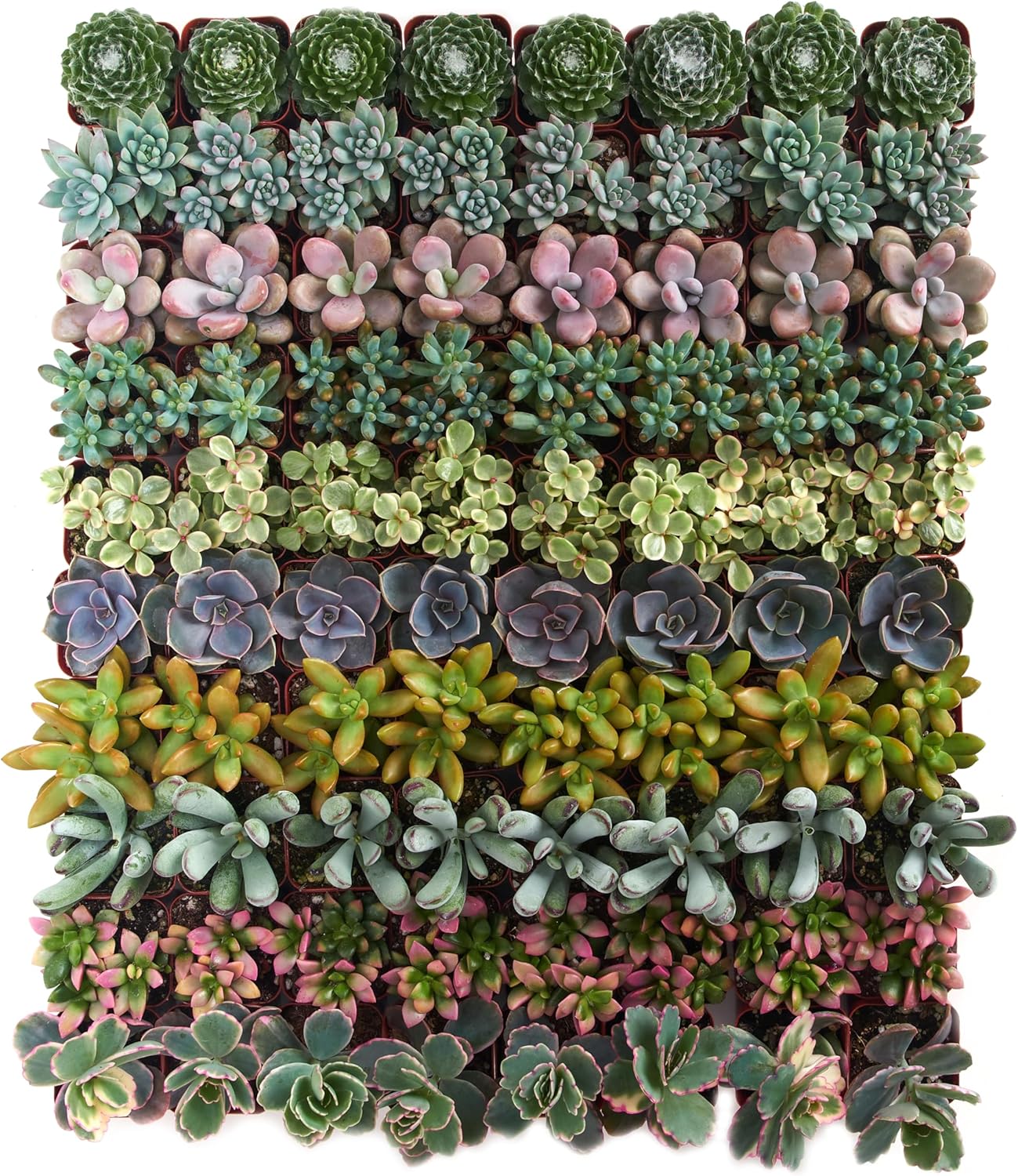 Shop Succulents Assorted Succulent Plant Pack Collection - Live Mini Succulent Plants, Low Maintenance, Mixture of Colors & Textures - Wedding and Party Favors, Gift & Garden, Pack of 32