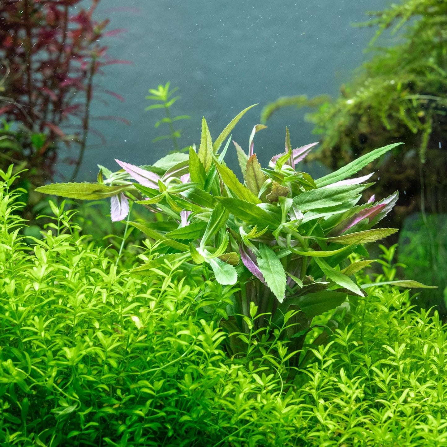 Live Aquarium Stem Plants - Freshwater Aquatic Plant for Fish Tanks, Aquascaping - (Limnophila Aromatica, 1 Bunch)